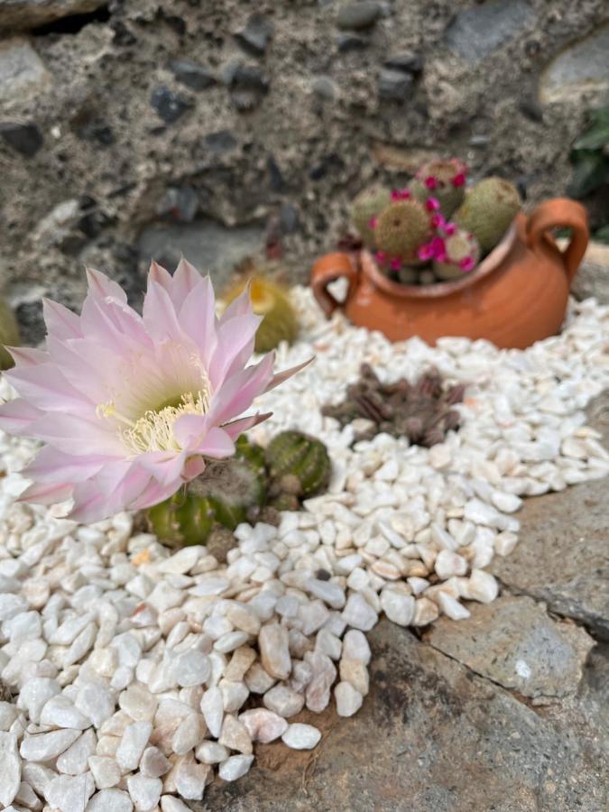 Tropical House Villa Ribeira Brava Buitenkant foto