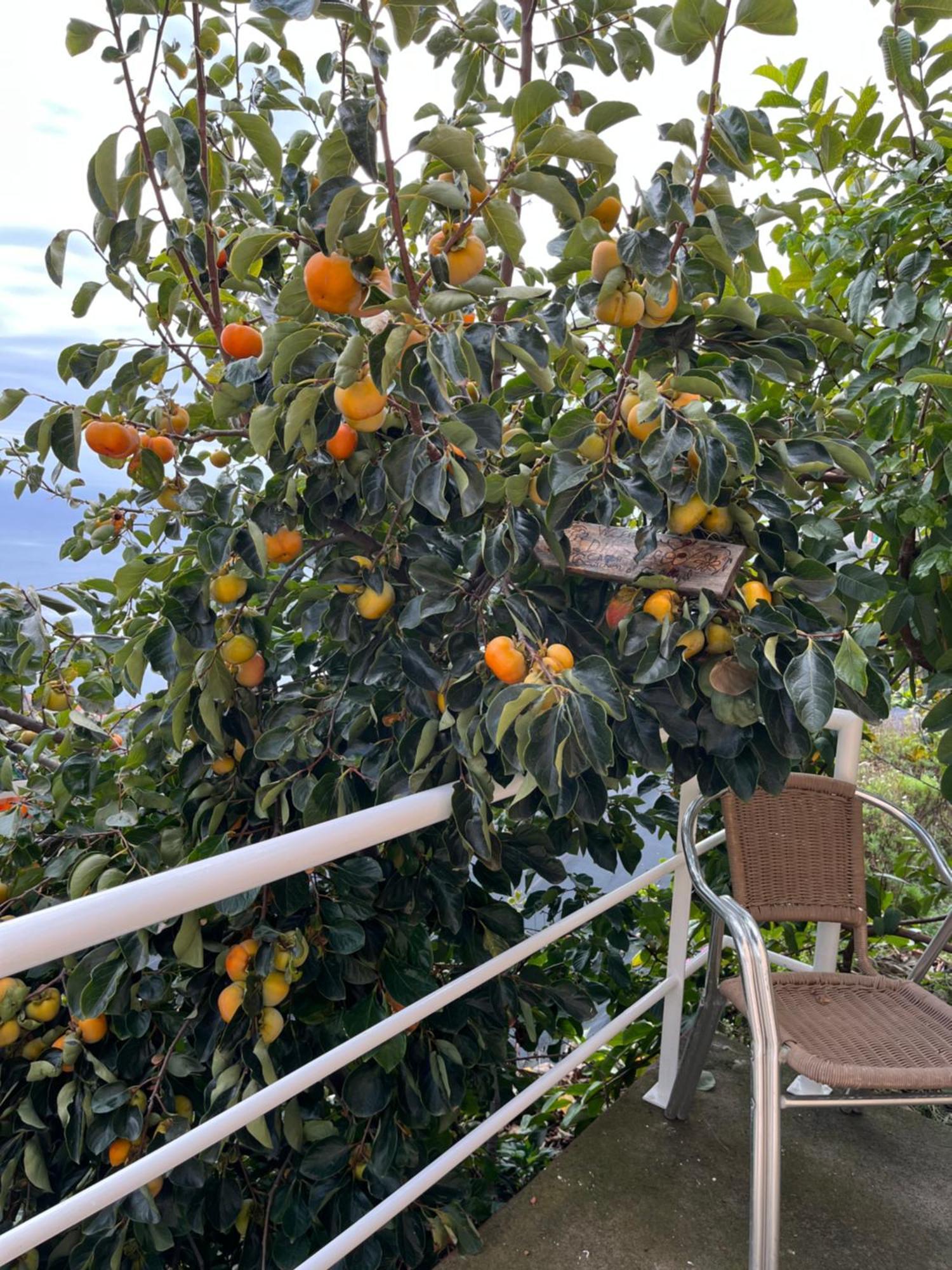 Tropical House Villa Ribeira Brava Buitenkant foto